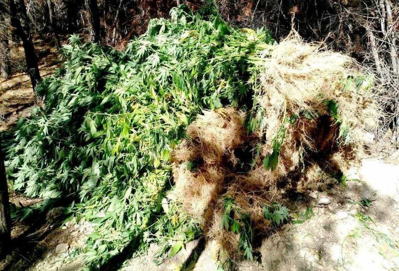 Εντοπίστηκε φυτεία με 765 δενδρύλλια κάνναβης στη Μαλακάσα [εικόνες] | iefimerida.gr 2