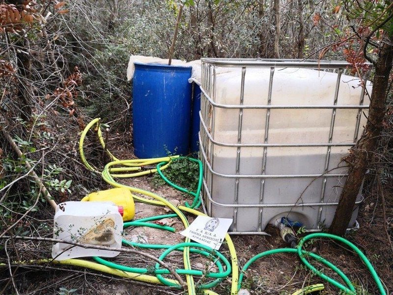 Εντοπίστηκε φυτεία με 765 δενδρύλλια κάνναβης στη Μαλακάσα [εικόνες] | iefimerida.gr 0