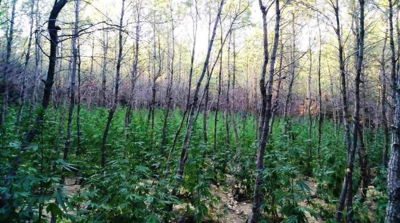 Εντοπίστηκε φυτεία με 765 δενδρύλλια κάνναβης στη Μαλακάσα [εικόνες] | iefimerida.gr 3