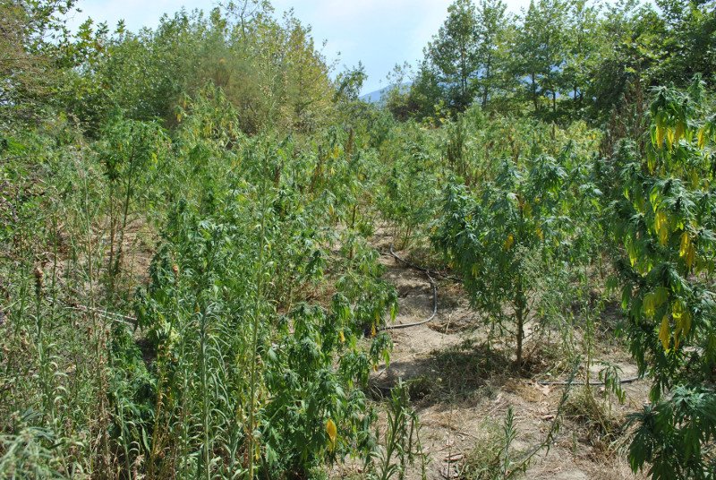 Λαμία: Εντοπίστηκε φυτεία με 60 δενδρύλλια κάνναβης -2 συλλήψεις [εικόνες] | iefimerida.gr 1