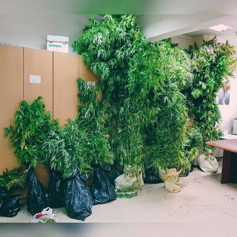 Αλβανός καλλιεργούσε χασισοφυτεία πίσω από το On the Rocks του Αντύπα [εικόνες] | iefimerida.gr 0