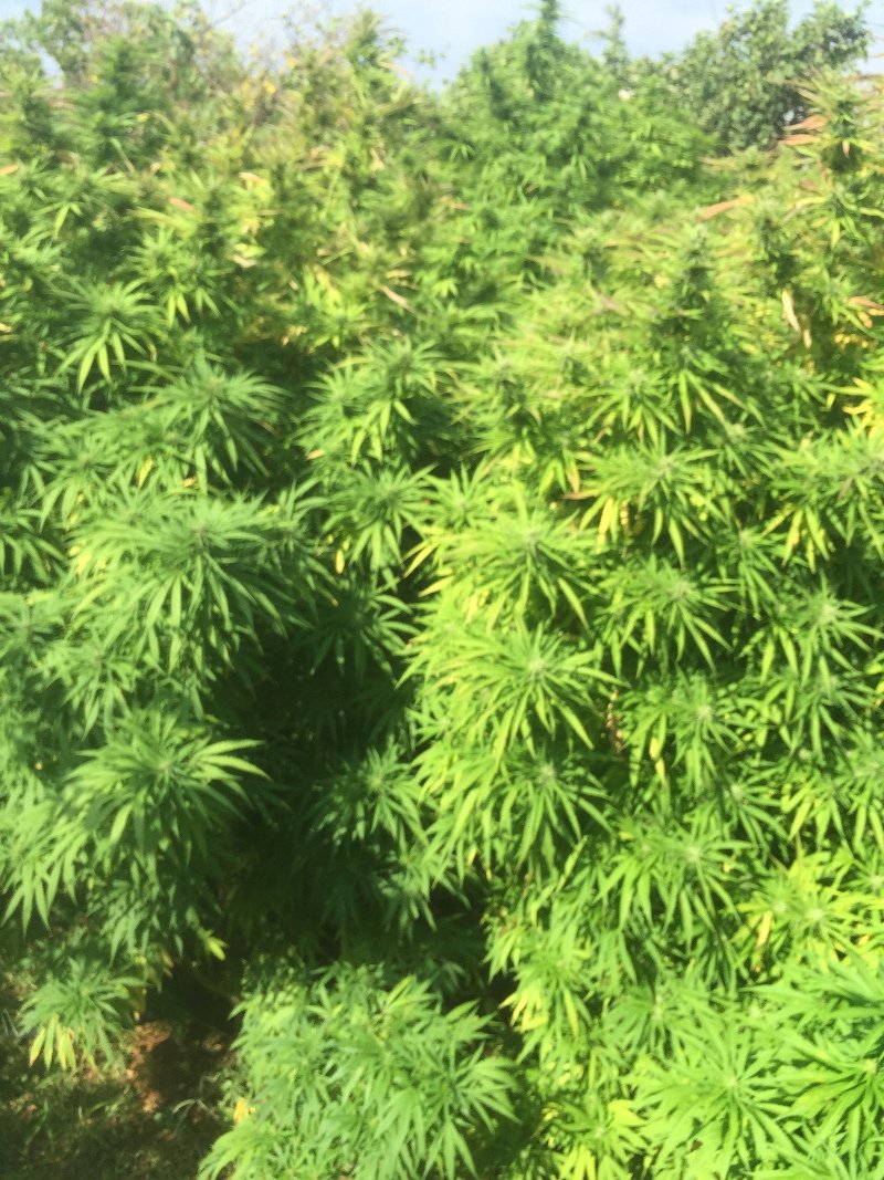 Αλβανός καλλιεργούσε χασισοφυτεία πίσω από το On the Rocks του Αντύπα [εικόνες] | iefimerida.gr 1