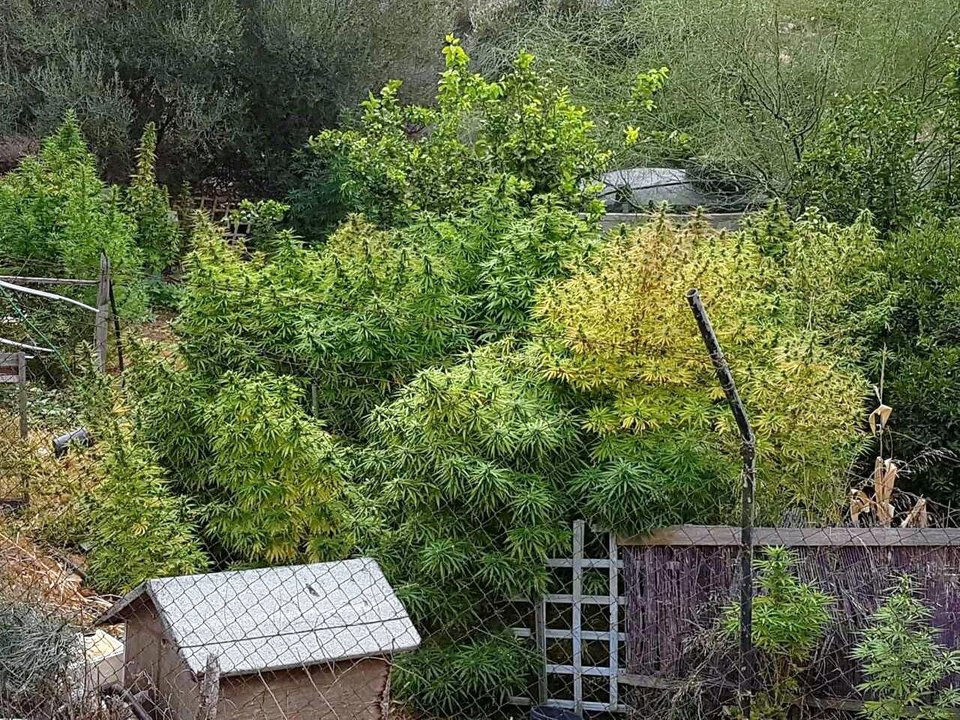 Αλβανός καλλιεργούσε χασισοφυτεία πίσω από το On the Rocks του Αντύπα [εικόνες] | iefimerida.gr 2