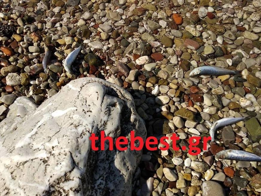 Πάτρα: Γέμισε νεκρές σαρδέλες η παραλία του Αγίου Βασιλείου [εικόνες] | iefimerida.gr 4