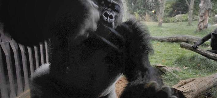 BBC: Μπέρδεψαν την πρωθυπουργό της Σκωτίας με τον γορίλα που το έσκασε από το ζωολογικό κήπο [βίντεο] | iefimerida.gr 0