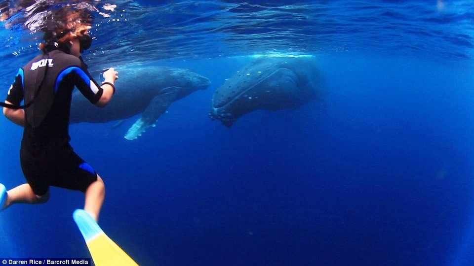 Μια μοναδική φιλία στα 500 μέτρα βάθος-Τα παιδιά που κολυμπούν με φάλαινες 40 τόνων [εικόνες] | iefimerida.gr 10