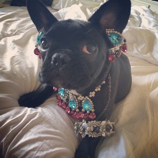 H Lady Gaga κατάφερε να κάνει έξαλλους και τους φιλόζωους [εικόνες] | iefimerida.gr 1