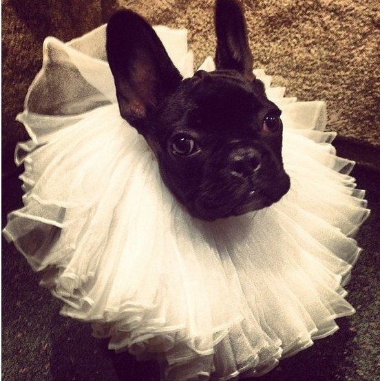 H Lady Gaga κατάφερε να κάνει έξαλλους και τους φιλόζωους [εικόνες] | iefimerida.gr 3