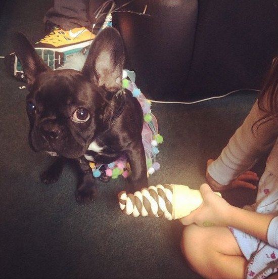 H Lady Gaga κατάφερε να κάνει έξαλλους και τους φιλόζωους [εικόνες] | iefimerida.gr 4