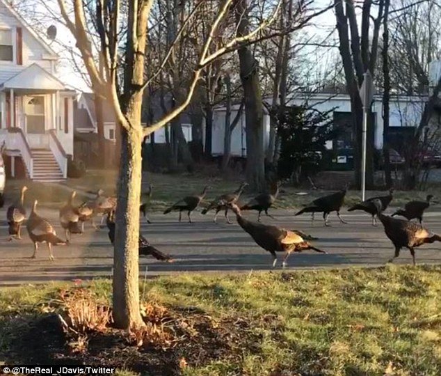 Viral: Το μυστήριο «τελετουργικό» με δεκάδες γαλοπούλες να γυρνούν γύρω από μία νεκρή γάτα [βίντεο] | iefimerida.gr 1