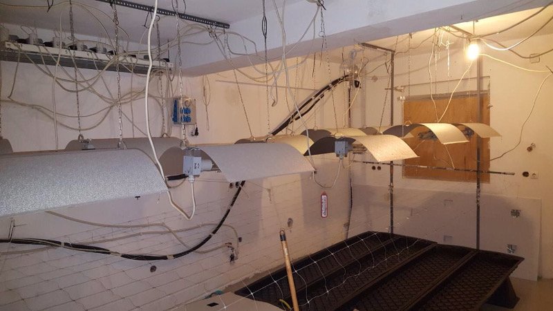 Εγκληματική οργάνωση καλλιεργούσε και διακινούσε μεγάλες ποσότητες κάνναβης [εικόνες] | iefimerida.gr 4