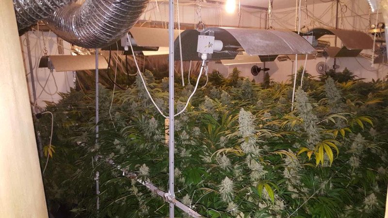 Εγκληματική οργάνωση καλλιεργούσε και διακινούσε μεγάλες ποσότητες κάνναβης [εικόνες] | iefimerida.gr 5