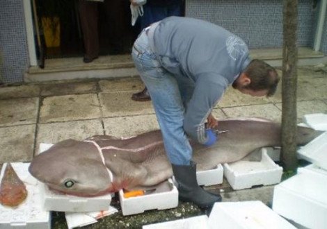 Εκπληξη για ψαράδες στην Κεφαλονιά -Επιασαν στα δίχτυα τους γαλέο 90 κιλών [εικόνα] | iefimerida.gr 0