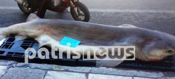 Γιγαντιαία ψαριά στην Ηλεία -Εβγαλαν γαλέο 310 κιλών [εικόνα] | iefimerida.gr 0