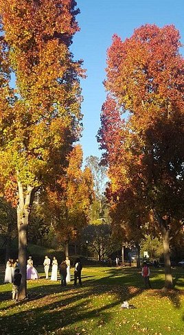 Μητέρα της νύφης βρήκε τραγικό θάνατο από πτώση δέντρου την ώρα του γάμου [βίντεο] | iefimerida.gr 1