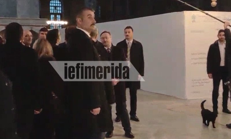 Γεμάτη περιέργεια η γάτα κοίταζε τους επισκέπτες