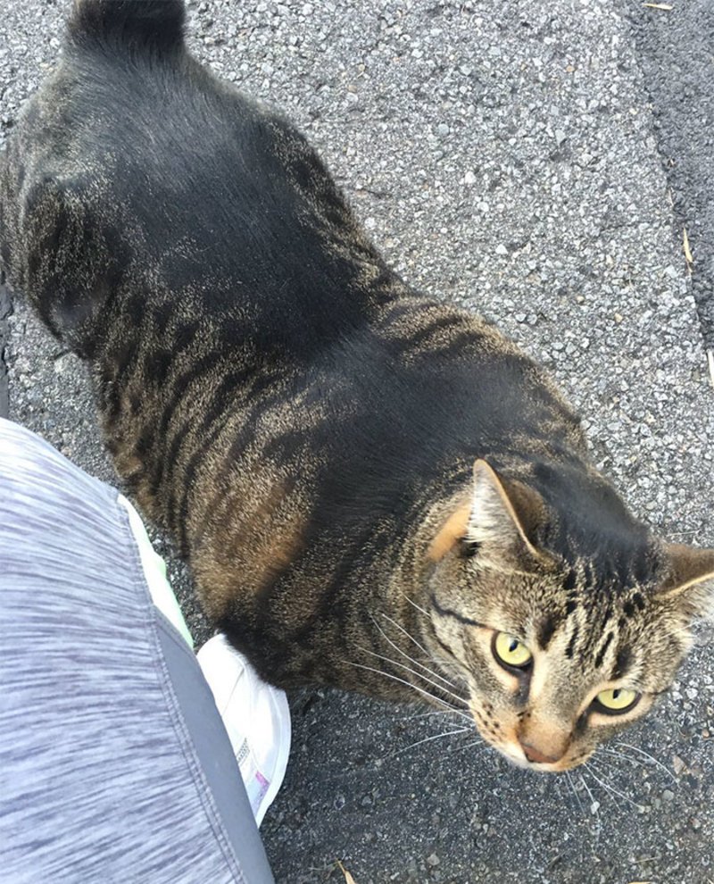 Γάτα... bodybuilder κυκλοφορεί στον Καναδά -Εγινε viral, ξεκαρδιστικά memes [εικόνες] | iefimerida.gr 1