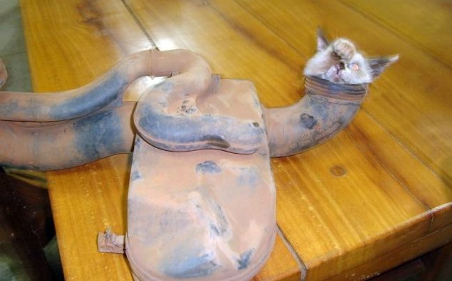 Το αυτοκίνητο δεν είχε βλάβη αλλά... ένα γατάκι στον κινητήρα [εικόνες] | iefimerida.gr 0