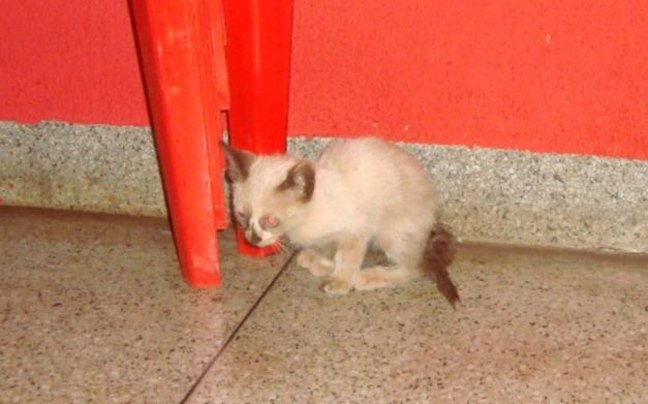 Το αυτοκίνητο δεν είχε βλάβη αλλά... ένα γατάκι στον κινητήρα [εικόνες] | iefimerida.gr 1