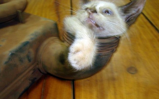 Το αυτοκίνητο δεν είχε βλάβη αλλά... ένα γατάκι στον κινητήρα [εικόνες] | iefimerida.gr 2