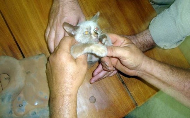 Το αυτοκίνητο δεν είχε βλάβη αλλά... ένα γατάκι στον κινητήρα [εικόνες] | iefimerida.gr 3