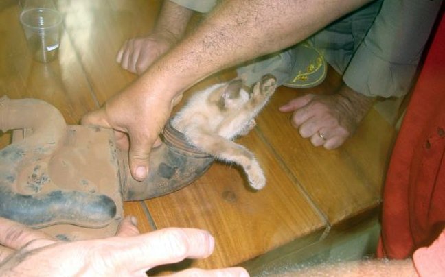 Το αυτοκίνητο δεν είχε βλάβη αλλά... ένα γατάκι στον κινητήρα [εικόνες] | iefimerida.gr 4