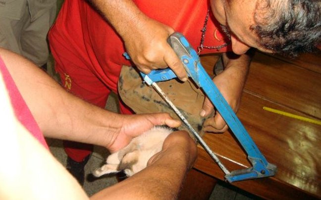 Το αυτοκίνητο δεν είχε βλάβη αλλά... ένα γατάκι στον κινητήρα [εικόνες] | iefimerida.gr 7