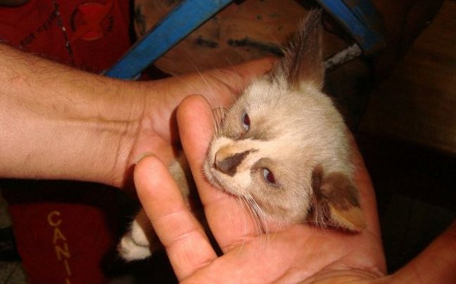 Το αυτοκίνητο δεν είχε βλάβη αλλά... ένα γατάκι στον κινητήρα [εικόνες] | iefimerida.gr 8