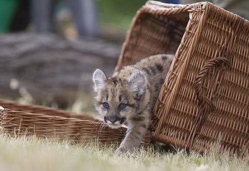 Το χαριτωμένο πούμα του ζωολογικού κήπου του Βερολίνου [εικόνες + βίντεο] | iefimerida.gr 3