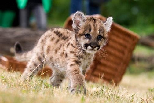 Το χαριτωμένο πούμα του ζωολογικού κήπου του Βερολίνου [εικόνες + βίντεο] | iefimerida.gr 4