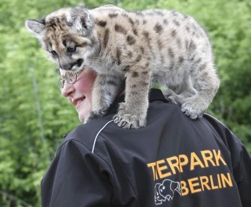 Το χαριτωμένο πούμα του ζωολογικού κήπου του Βερολίνου [εικόνες + βίντεο] | iefimerida.gr 0