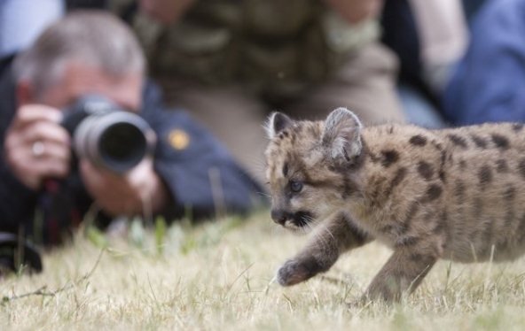 Το χαριτωμένο πούμα του ζωολογικού κήπου του Βερολίνου [εικόνες + βίντεο] | iefimerida.gr 6