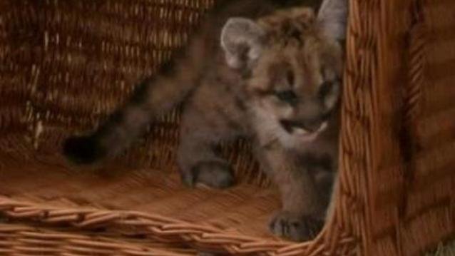 Το χαριτωμένο πούμα του ζωολογικού κήπου του Βερολίνου [εικόνες + βίντεο] | iefimerida.gr 2