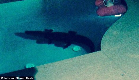 Απρόσμενος επισκέπτης: Ζευγάρι βρήκε να κολυμπά στην πισίνα του έναν... αλιγάτορα [εικόνες] | iefimerida.gr 2