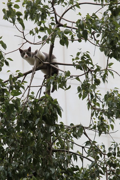 Ενας παράτολμος γάτος σώζεται με την βοήθεια της πυροσβεστικής στην Σταδίου [εικόνες] | iefimerida.gr 0