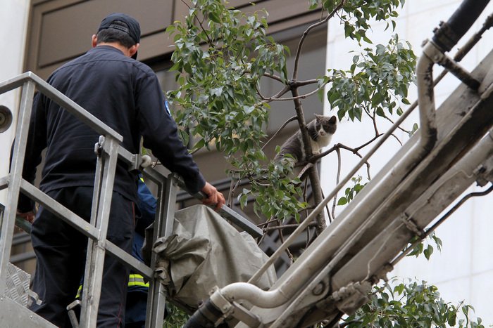 Ενας παράτολμος γάτος σώζεται με την βοήθεια της πυροσβεστικής στην Σταδίου [εικόνες] | iefimerida.gr 2