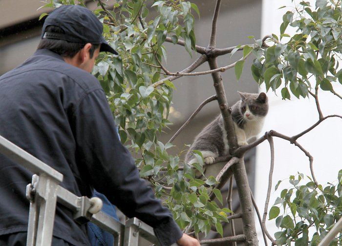 Ενας παράτολμος γάτος σώζεται με την βοήθεια της πυροσβεστικής στην Σταδίου [εικόνες] | iefimerida.gr 3