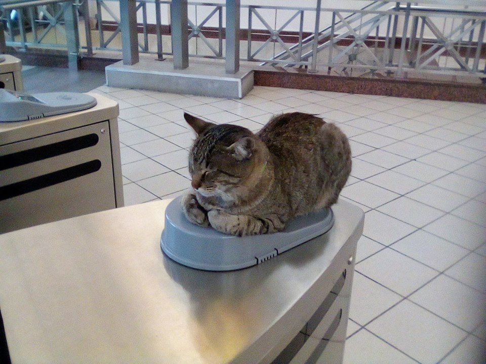 Viral: Αυτός ο γάτος δεν ξεκολλάει από τις νέες μπάρες του μετρό στο Μοναστηράκι [εικόνες] | iefimerida.gr 2