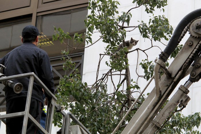 Ενας παράτολμος γάτος σώζεται με την βοήθεια της πυροσβεστικής στην Σταδίου [εικόνες] | iefimerida.gr 4