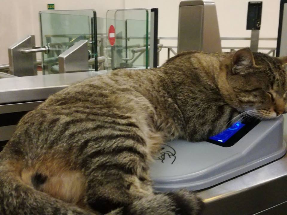 Viral: Αυτός ο γάτος δεν ξεκολλάει από τις νέες μπάρες του μετρό στο Μοναστηράκι [εικόνες] | iefimerida.gr 3