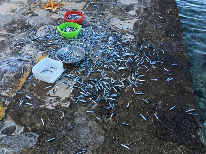 Εβρεξε... ψάρια: Γέμισε γαύρους ο Ψαθόπυργος -Τους μάζευαν με κουβάδες [εικόνες&βίντεο[ | iefimerida.gr 1