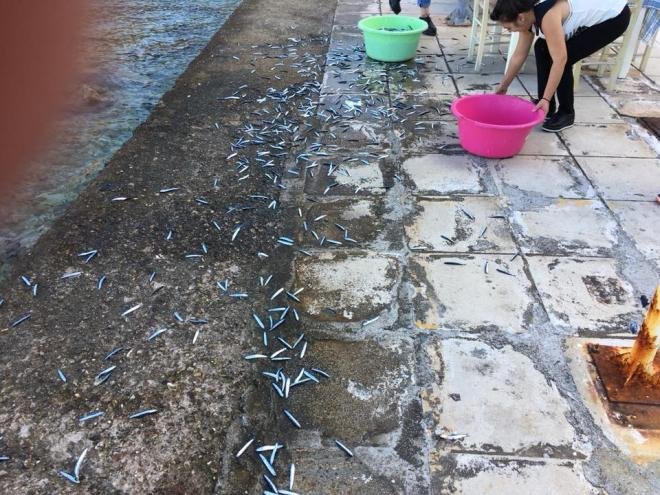 Εβρεξε... ψάρια: Γέμισε γαύρους ο Ψαθόπυργος -Τους μάζευαν με κουβάδες [εικόνες&βίντεο[ | iefimerida.gr 3