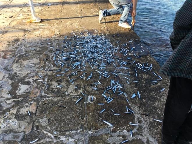 Εβρεξε... ψάρια: Γέμισε γαύρους ο Ψαθόπυργος -Τους μάζευαν με κουβάδες [εικόνες&βίντεο[ | iefimerida.gr 5