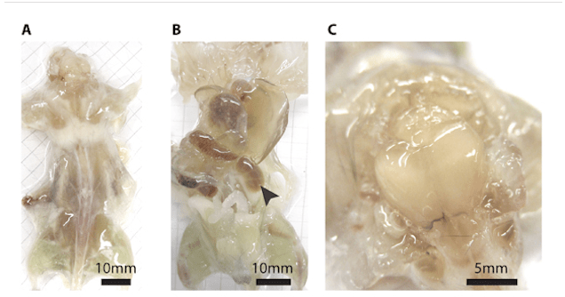 Ερευνητές κατάφεραν να κάνουν το σώμα διάφανο [εικόνες] | iefimerida.gr 0
