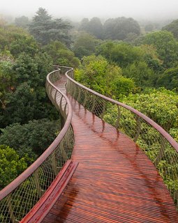 Μαγική βόλτα σε μια πεζογέφυρα που κρέμεται πάνω από το δάσος του Κέιπ Τάουν [εικόνες]  | iefimerida.gr 8