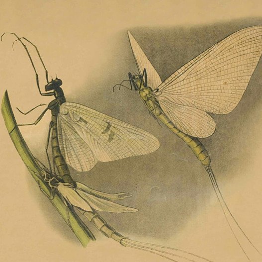 Στο Γενί Τζαμί οι πίνακες που μάθαιναν ζωολογία οι μαθητές τον 19ο αιώνα [εικόνες] | iefimerida.gr 3