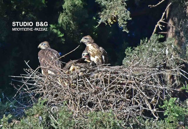 Eντυπωσιακό: Γεράκια έφτιαξαν τις φωλιές τους μέσα στο Ναύπλιο [εικόνες] | iefimerida.gr 0