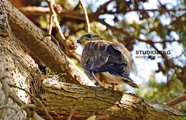 Eντυπωσιακό: Γεράκια έφτιαξαν τις φωλιές τους μέσα στο Ναύπλιο [εικόνες] | iefimerida.gr 1