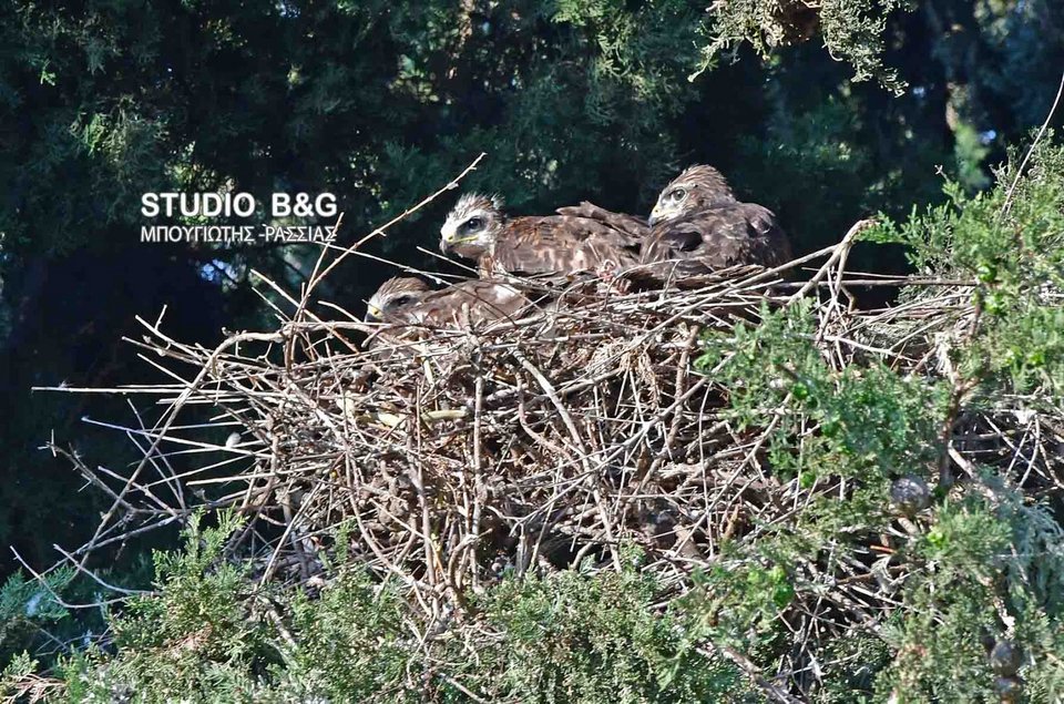 Eντυπωσιακό: Γεράκια έφτιαξαν τις φωλιές τους μέσα στο Ναύπλιο [εικόνες] | iefimerida.gr 10