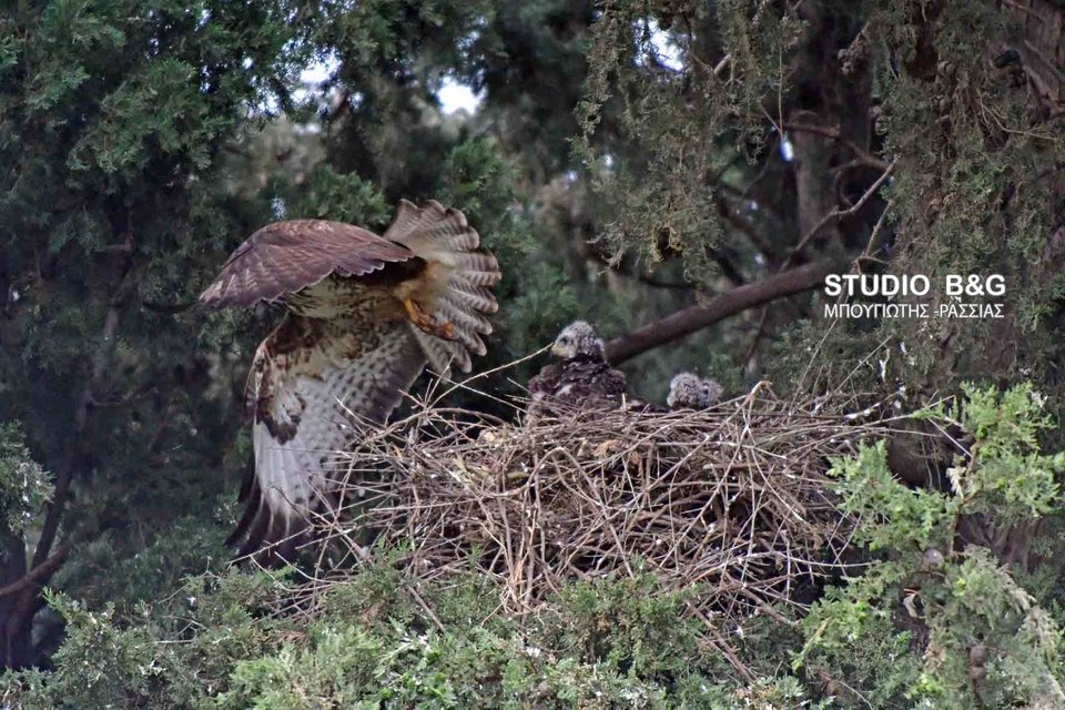 Eντυπωσιακό: Γεράκια έφτιαξαν τις φωλιές τους μέσα στο Ναύπλιο [εικόνες] | iefimerida.gr 11